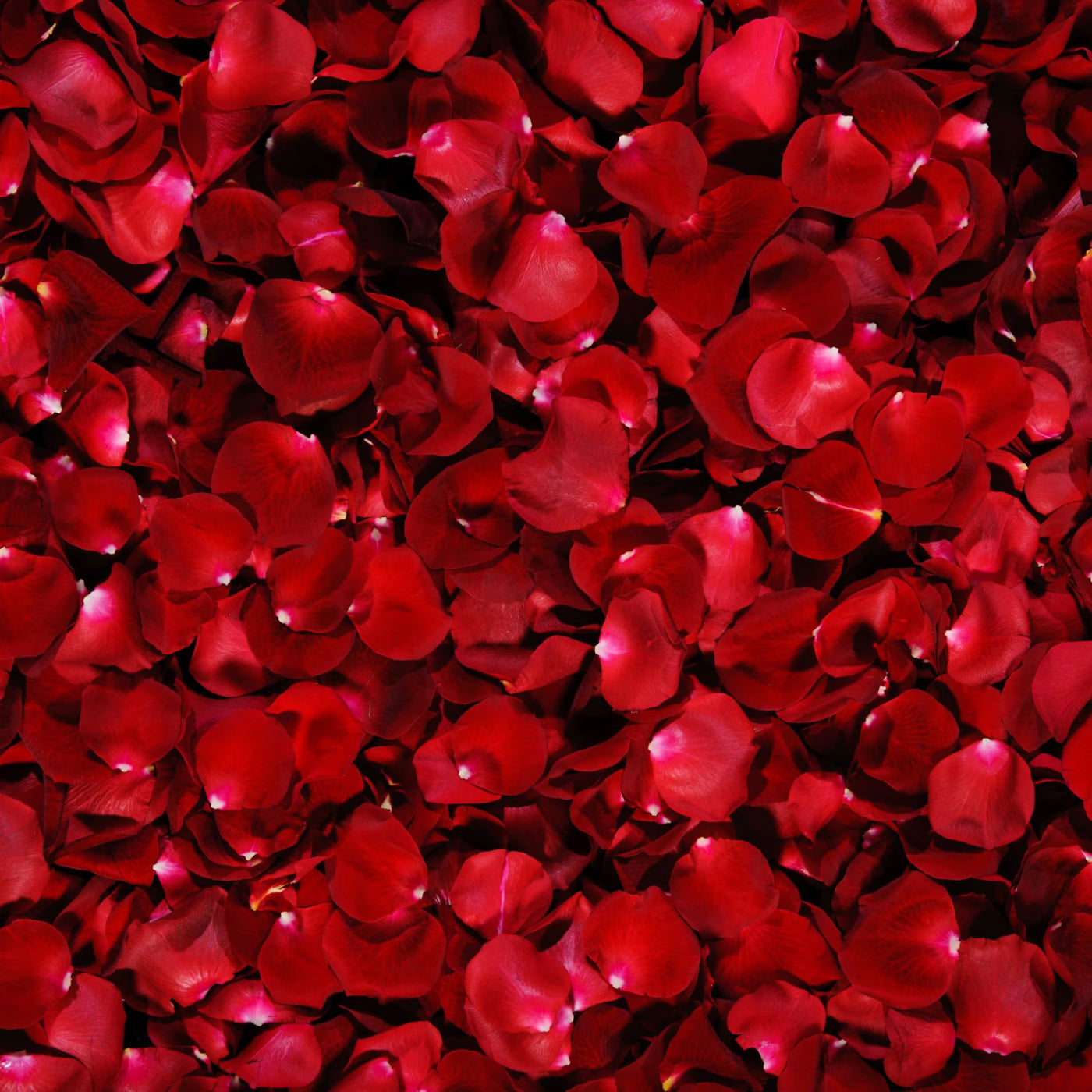 Fresh Rose Petals