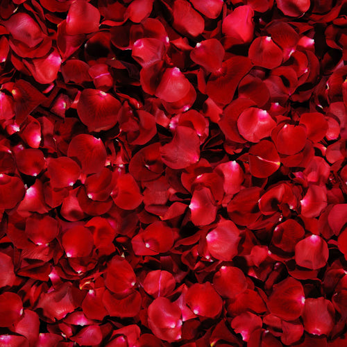 Fresh Rose Petals
