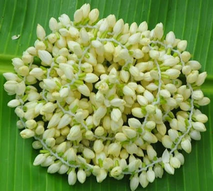 Fresh Jasmine String