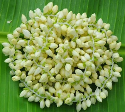 Fresh Jasmine String